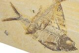 Plate of Two Fossil Fish (Diplomystus) - Wyoming #354052-1